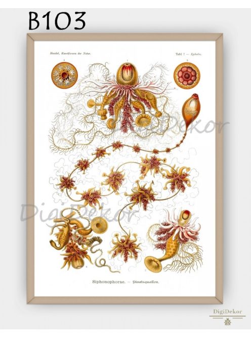 Telepes medúzák, Siphonophorae, tudományos falikép