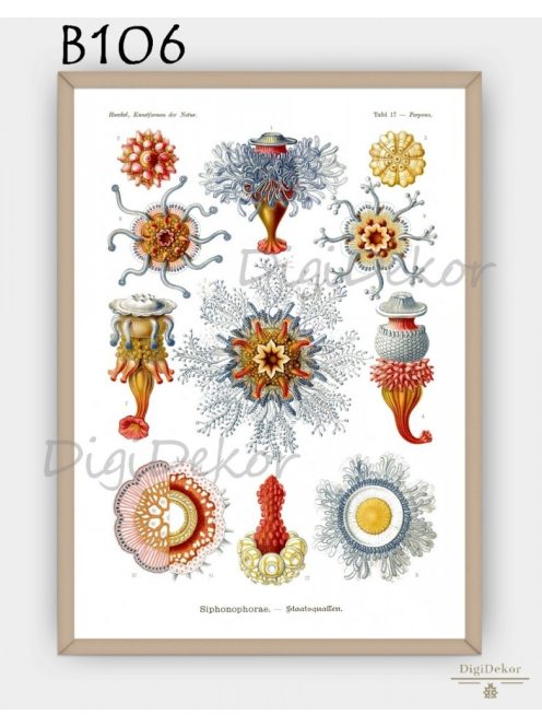 Siphonophorae, telepes medúzák - Ernst Haeckel - falikép, táblakép