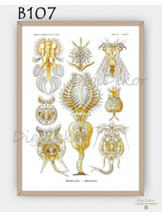   Kerekesférgek - vintage illusztráció, különleges falikép