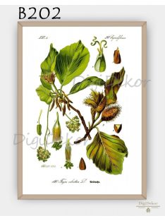   Bükk (Fagus sylvatica) - vintage illusztráció - falikép étkezőbe