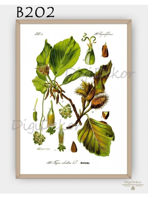 Bükk (Fagus sylvatica) - vintage illusztráció - falikép étkezőbe