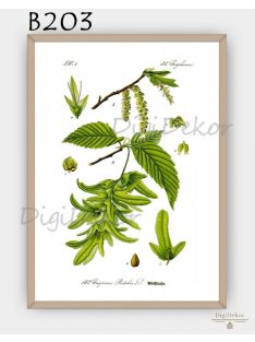 Gyertyán (Carpinus betulus) - konyhai fali poszter