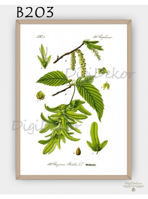 Gyertyán (Carpinus betulus) - konyhai fali poszter