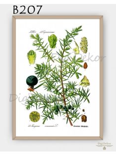 Boróka (Juniperus communis) - konyhai falikép  