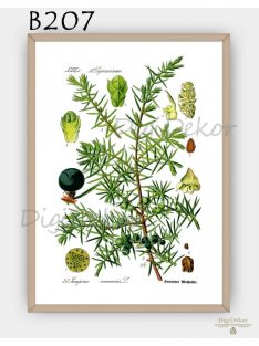 Boróka (Juniperus communis) - konyhai falikép  