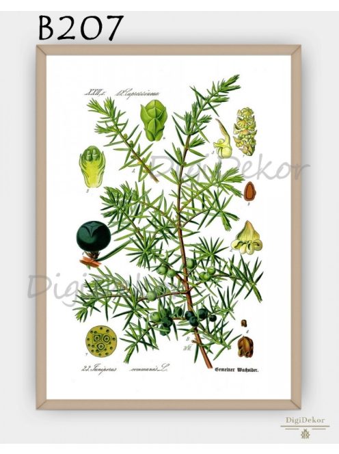 Boróka (Juniperus communis) - konyhai falikép  