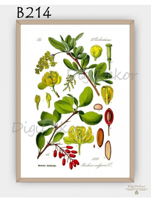 Sóskaborbolya (Berberis vulgaris) - dekor kép