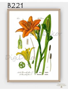 Sásliliom (Hemerocallis flava) - konyhai falikép