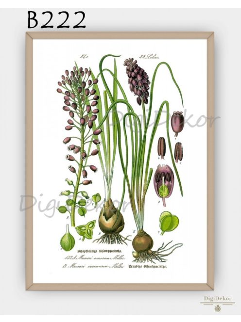 Üstökös gyöngyike (Muscari racemosum) - botanikai falikép