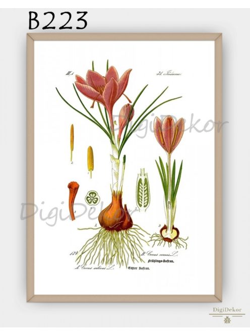 Sáfrány (Crocus sativus) - konyhai táblakép