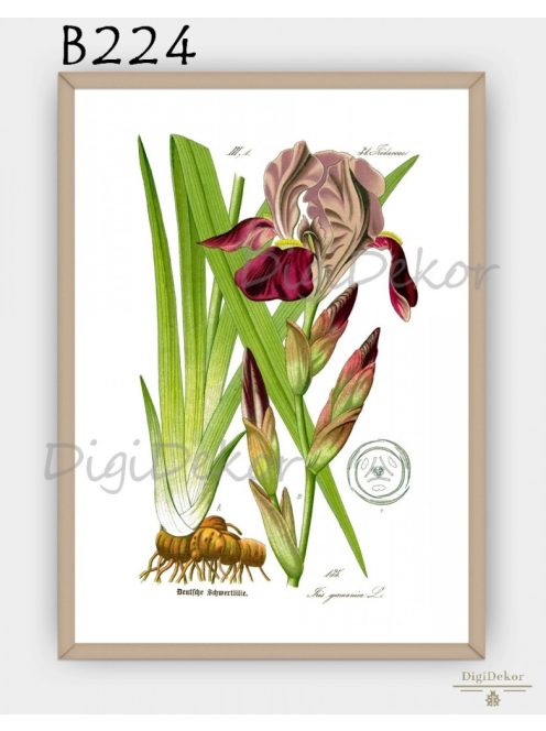 Nőszirom (Iris germanica) - virágos kép