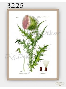 Bókoló bogáncs (Carduus nutans) - virágos falikép