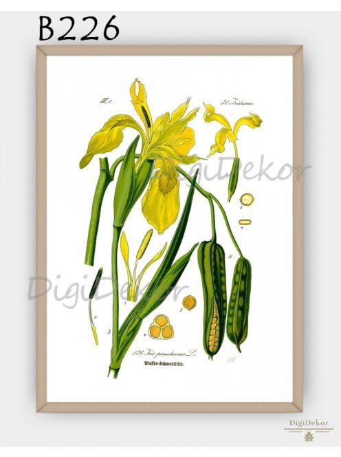Sárga nőszirom (Iris pseudacorus) - dekoráció nappaliba