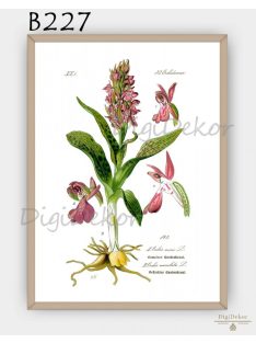Agárkosbor (Orchis morio) - orchideás falikép