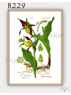Boldogasszony papucsa (Cypripedium calceolus) - falikép 