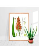 Aloe vera - növényes fali dekoráció nappaliba 