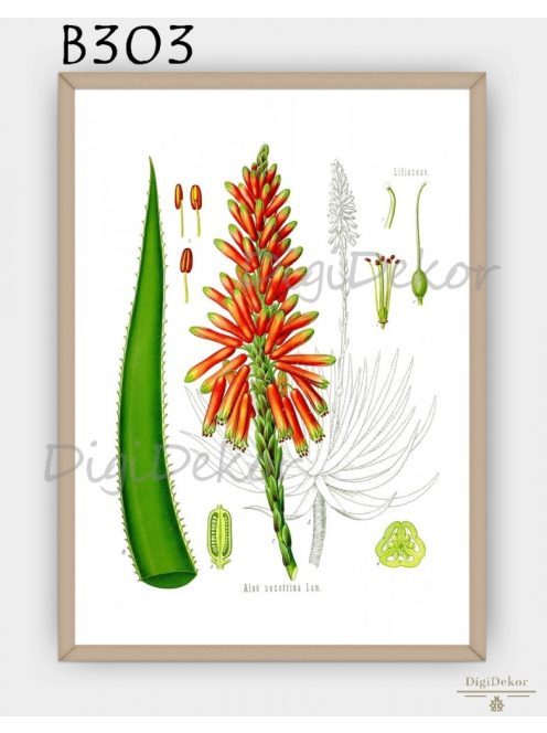 Aloe vera - növényes fali dekoráció nappaliba 