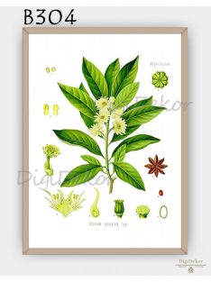 Csillagánizs (Illicium anisatum) - konyhai fali poszter 