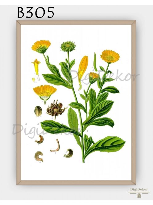 Körömvirág (Calendula officinalis) - gyógynövényes falikép