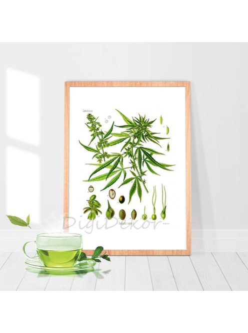 Kender (Cannabis sativa) - növényes dekor falikép