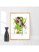 Nőszirom 2 (Iris germanica) - virágos falikép, táblakép